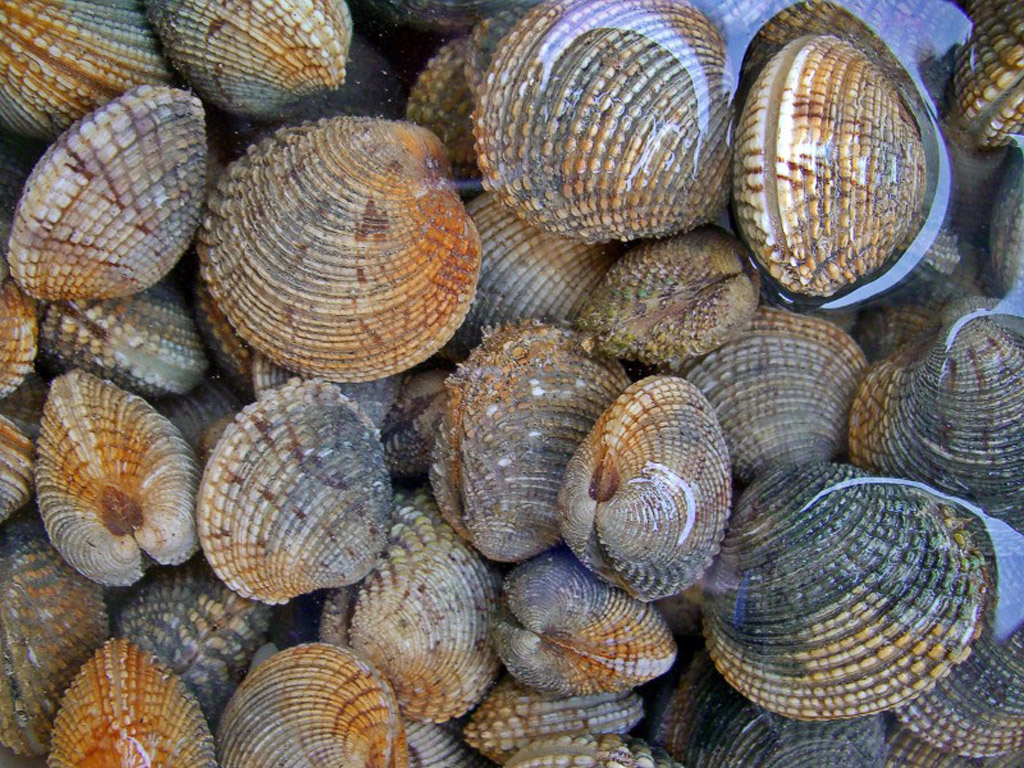 Conchiglia di Venus verrucosa
