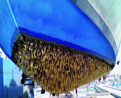 Scafo incrostato da biofouling