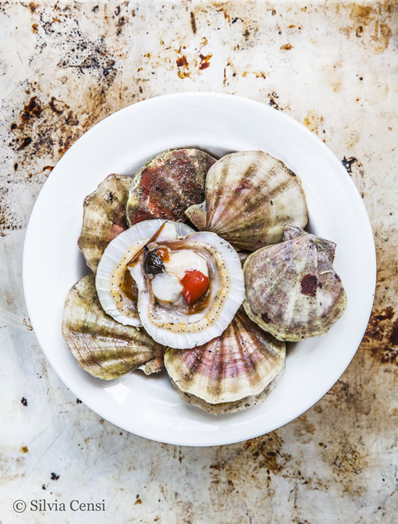 Canestrelli (Aequipecten opercularis)