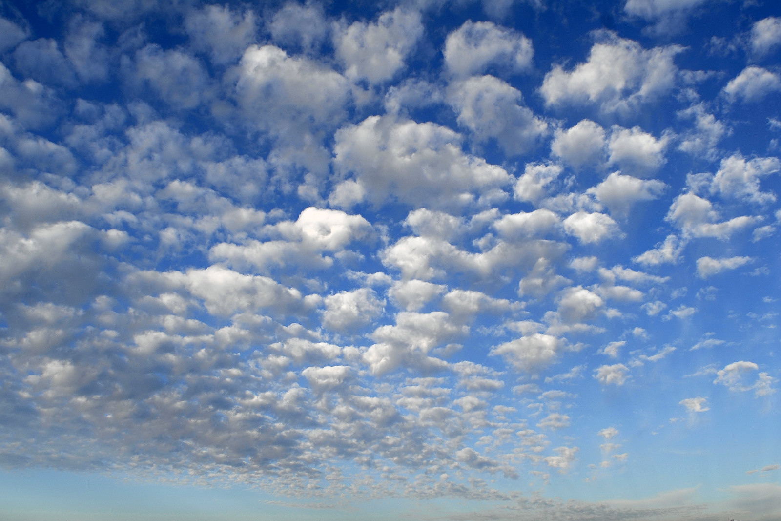 Cielo a pecorelle