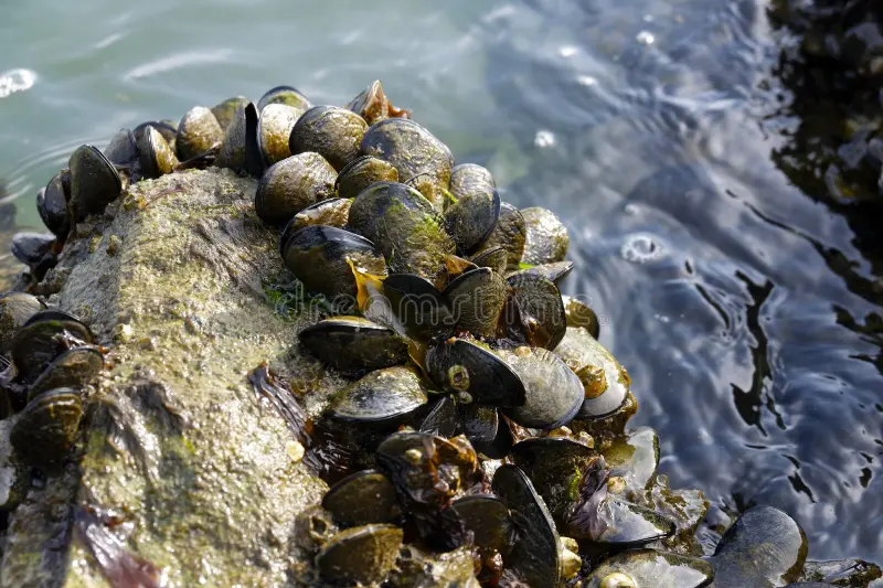 Colonia di cozze su scoglio marino