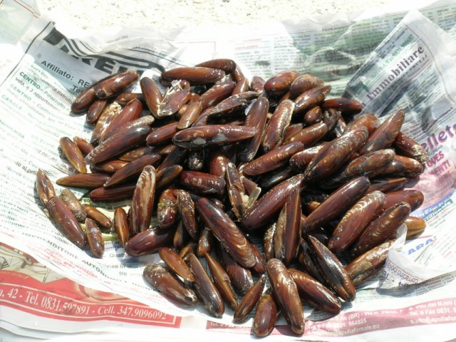 Datteri di mare (Lithophaga lithophaga)