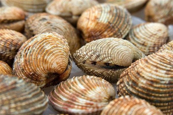 Dondolo (Venus verrucosa)