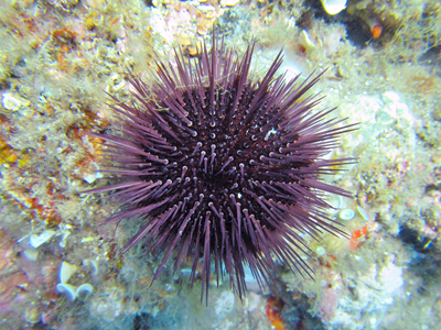 Paracentrotus lividus, riccio di mare commestibile