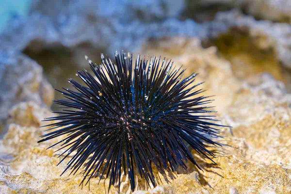 Ricci di mare (Paracentrotus lividus)
