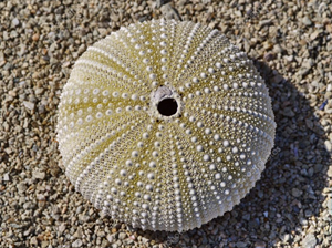 Scheletro di riccio di mare (teca)