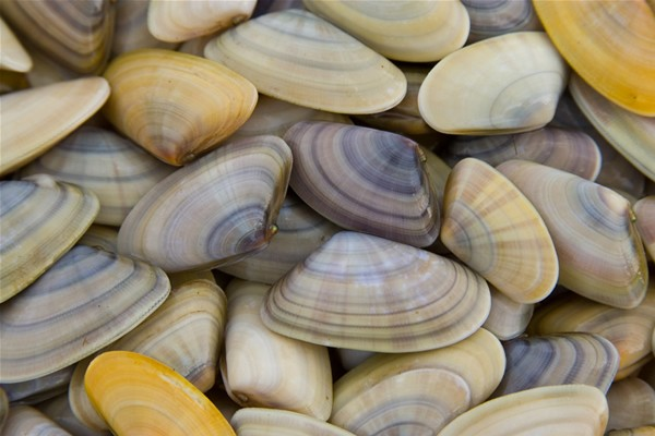 Tellina (Donax trunculus)