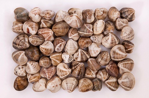 Vongola nostrana (Venerupis decussata)